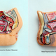 Illustration for article titled Hand-Painted Macaron Cookies Resemble Colorful Cartoon Organ Meat